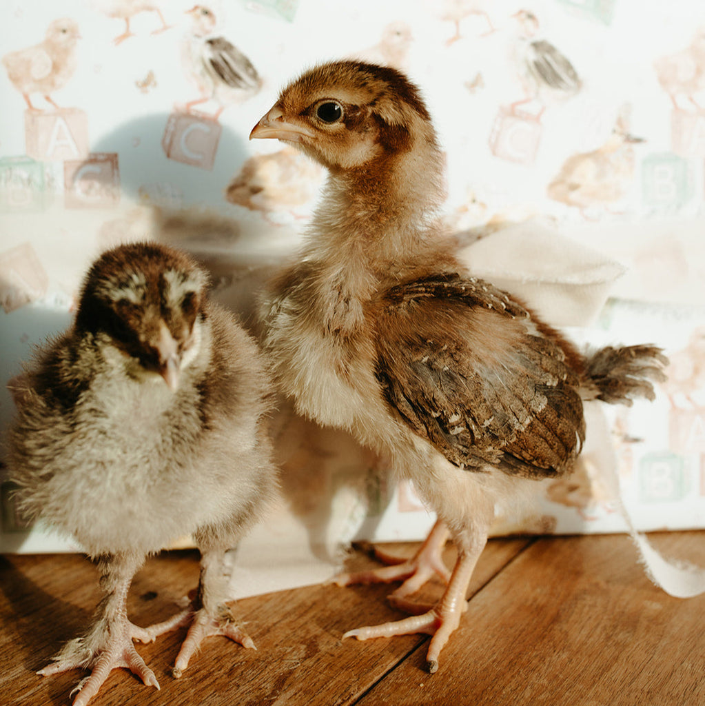 ABC Baby Duck Gift Wrap Roll