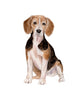 Pet Portrait Custom Painting