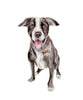 Pet Portrait Custom Painting