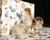 Christmas Chickens in Santa Hats Gift Wrap