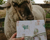 Holiday Sheep Gift Wrap