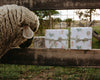 Holiday Sheep Gift Wrap