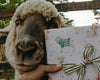 Holiday Sheep Gift Wrap